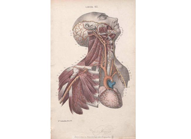 Atlas completo de anatomía humana descriptiva; Magin Cabanellas, BNE, 1892