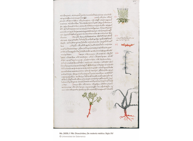 Ms. 2659, f. 116r. Discórides, De materia médica. Siglo XV, Universiad de Salamanca