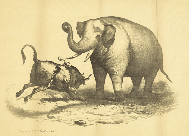 Escena de la lucha del elefante Pizarro con el toro